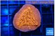 Montipora death spiral 2-3 cm WYSIWYG acclimaté
