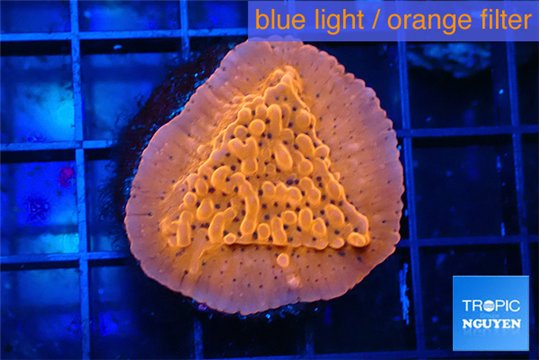 Montipora death spiral 2-3 cm WYSIWYG acclimaté