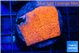 Montipora graphted sunfire 2-3 cm WYSIWYG acclimaté