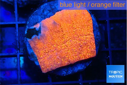 Montipora graphted sunfire 2-3 cm WYSIWYG acclimaté