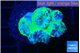 Duncanopsamia green 5-6 polyps WYSIWYG acclimaté