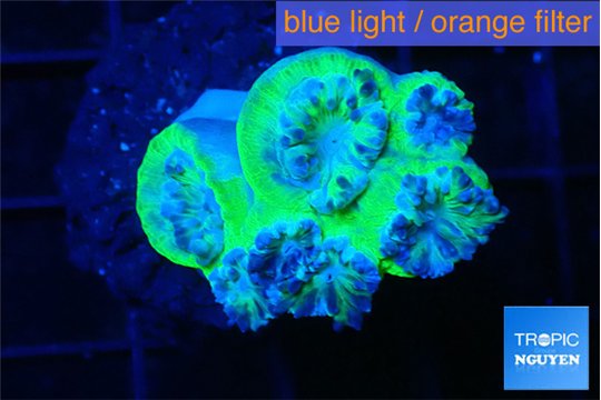 Duncanopsamia green 5-6 polyps WYSIWYG acclimaté