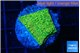 Montipora graphted sunfire 2 cm WYSIWYG acclimaté