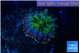 Ricordea yuma rainbow small polyps 1 polyp WYSIWYG acclimaté