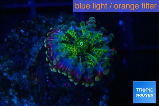 Ricordea yuma rainbow small polyps 1 polyp WYSIWYG acclimaté