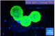 Caulastrea neon green 3-4 polyps WYSIWYG acclimaté