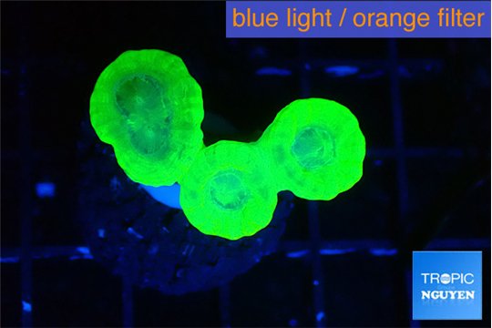 Caulastrea neon green 3-4 polyps WYSIWYG acclimaté
