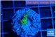 Montipora stellata yellow polyps 1 cm WYSIWYG acclimaté