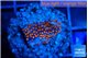 Montipora superman 2 cm WYSIWYG acclimaté