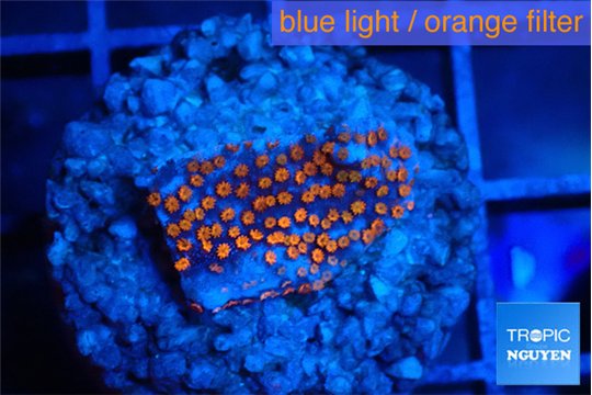 Montipora superman 2 cm WYSIWYG acclimaté