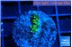 Montipora stellata yellow polyps 1 cm WYSIWYG acclimaté