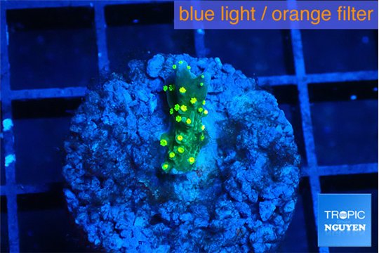 Montipora stellata yellow polyps 1 cm WYSIWYG acclimaté