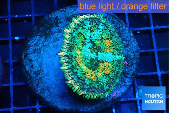 Rhodactis interstellar 4-6 cm WYSIWYG acclimaté
