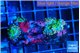 Ricordea yuma purple green 2 polyps WYSIWYG acclimaté