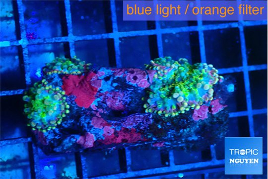 Ricordea yuma purple green 2 polyps WYSIWYG acclimaté