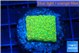 Montipora graphted sunfire 2 cm WYSIWYG acclimaté