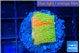 Montipora graphted sunfire 2 cm WYSIWYG acclimaté