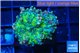 Ricordea yuma green purple 2 polyps WYSIWYG acclimaté