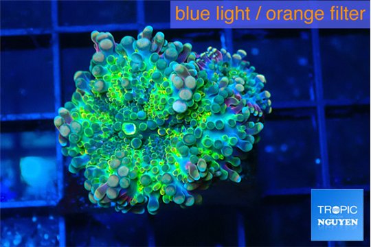 Ricordea yuma green purple 2 polyps WYSIWYG acclimaté