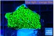 Montipora lucky charmz 2-3 cm WYSIWYG acclimaté