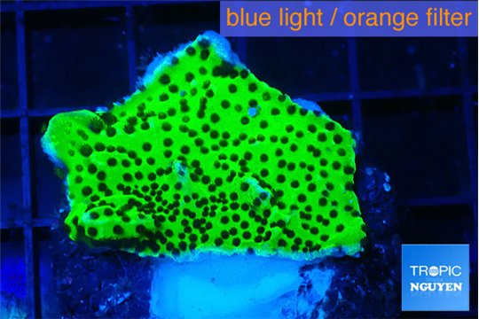 Montipora lucky charmz 2-3 cm WYSIWYG acclimaté
