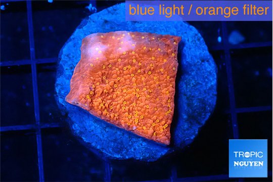 Montipora graphted sunfire 2 cm WYSIWYG acclimaté