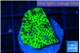 Montipora lucky charmz 2-3 cm WYSIWYG acclimaté