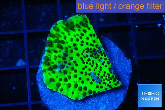 Montipora lucky charmz 2-3 cm WYSIWYG acclimaté