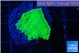 Montipora green cap 1-2 cm WYSIWYG acclimaté