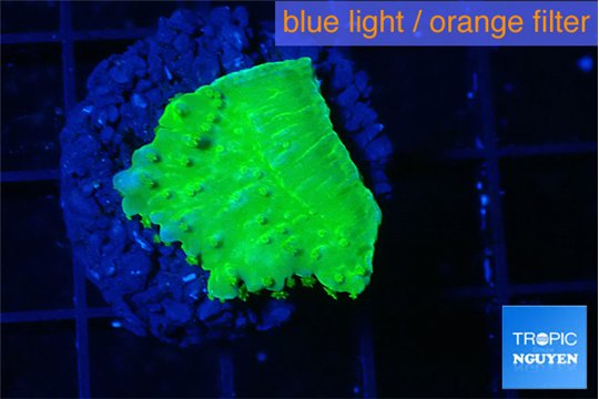Montipora green cap 1-2 cm WYSIWYG acclimaté