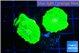 Caulastrea neon green 3-4 polyps WYSIWYG acclimaté