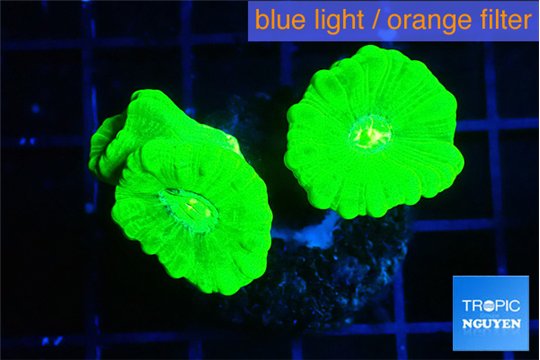 Caulastrea neon green 3-4 polyps WYSIWYG acclimaté