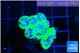 Duncanopsamia green 5-6 polyps WYSIWYG acclimaté