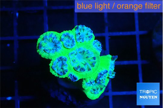 Duncanopsamia green 5-6 polyps WYSIWYG acclimaté