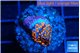 Montipora superman 1 cm WYSIWYG acclimaté