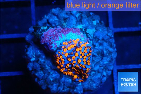 Montipora superman 1 cm WYSIWYG acclimaté