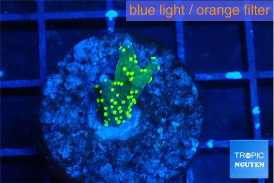 Montipora stellata yellow polyps 1 cm WYSIWYG acclimaté