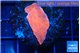 Montipora red cap 2-3 cm WYSIWYG acclimaté