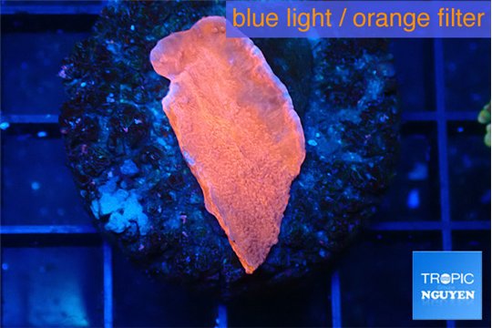Montipora red cap 2-3 cm WYSIWYG acclimaté