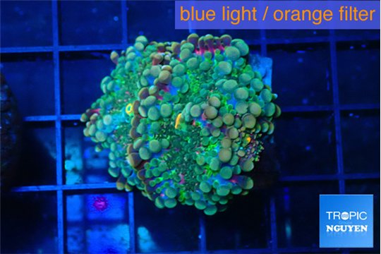 Ricordea yuma tricolor 2 polyps WYSIWYG acclimaté