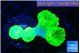 Caulastrea neon green 4 polyps WYSIWYG acclimaté