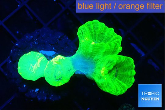 Caulastrea neon green 4 polyps WYSIWYG acclimaté