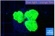 Caulastrea neon green 3-4 polyps WYSIWYG acclimaté