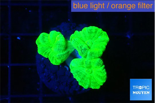 Caulastrea neon green 3-4 polyps WYSIWYG acclimaté