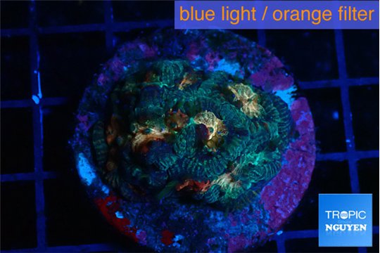 Platygyra rainbow 2-4 cm WYSIWYG acclimaté