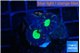 Caulastrea green tiger 3 polyps WYSIWYG acclimaté