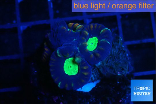 Caulastrea green tiger 3 polyps WYSIWYG acclimaté