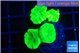 Caulastrea neon green 4 polyps WYSIWYG acclimaté