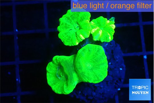 Caulastrea neon green 4 polyps WYSIWYG acclimaté