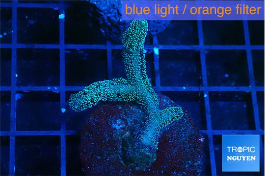 Seriatopora caliendrum green 2-3 cm WYSIWYG acclimaté